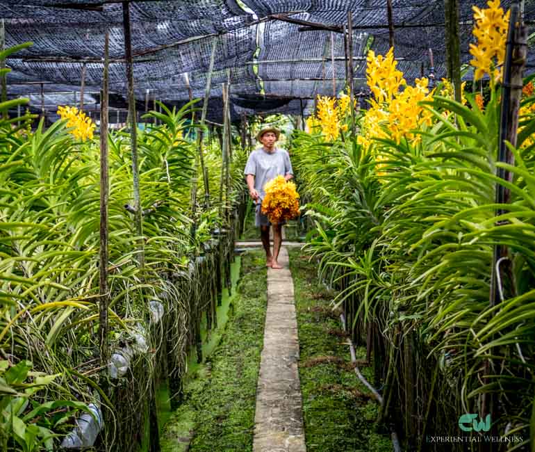 Local people is collect orchids in an orchid farm