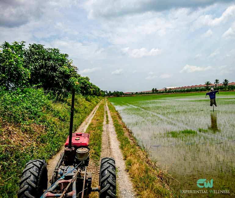 Driving a farm truck through an organic orchard and a paddy field