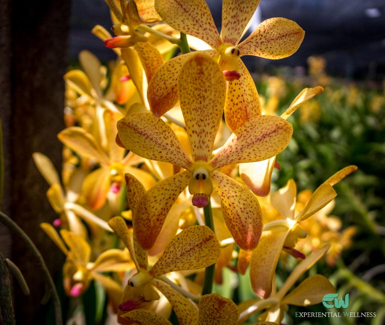 Yellow orchids grown at an orchid farm along Khlong Mahasawat in Salaya
