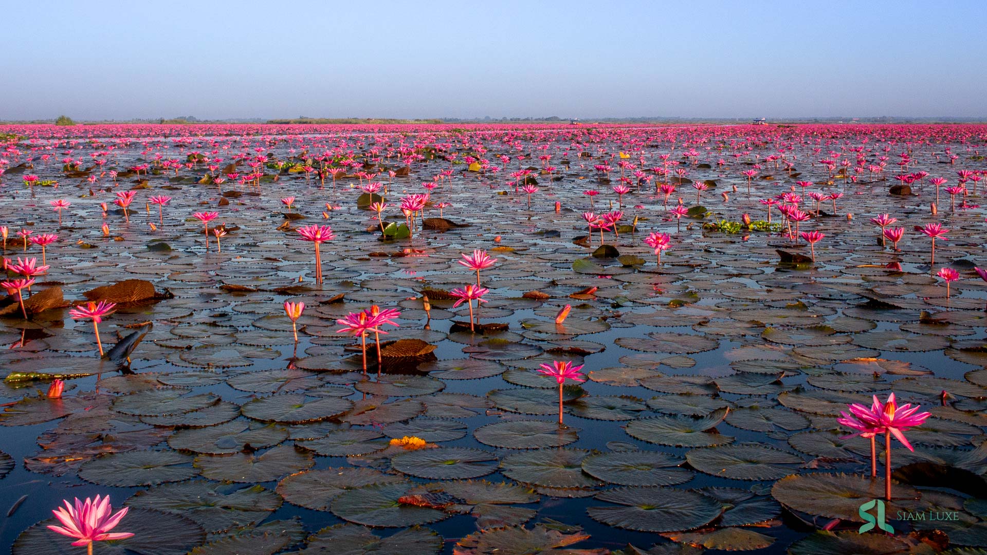 Red lotus sea tour in the morning